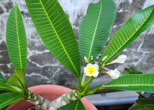 雞蛋花種植 雞蛋花種植