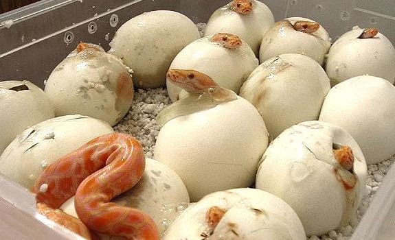 黃金蟒價錢 黃金蟒價錢