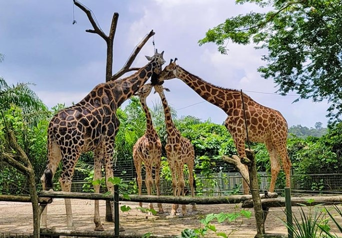 新加坡動物園營業時間