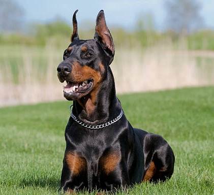 杜賓犬個性