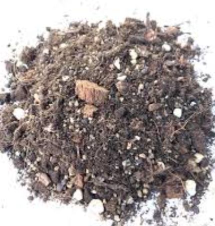 香檳玫瑰寓意 香檳玫瑰寓意