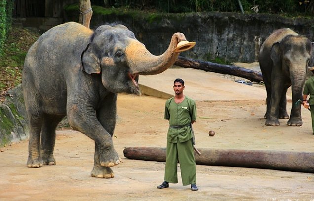 新加坡動物園附近景點