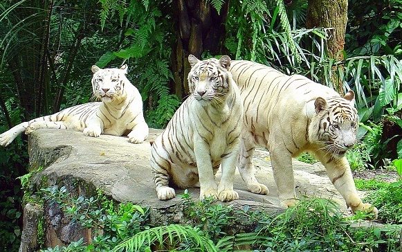 新加坡動物園門票
