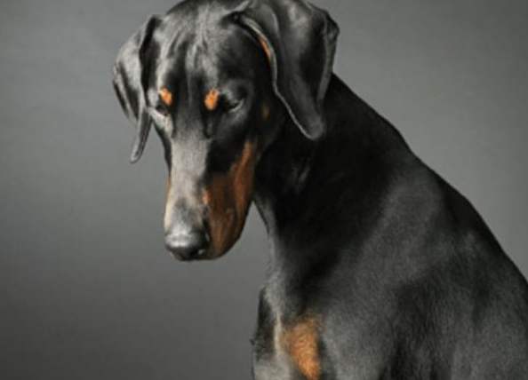 杜賓犬立耳 杜賓犬立耳