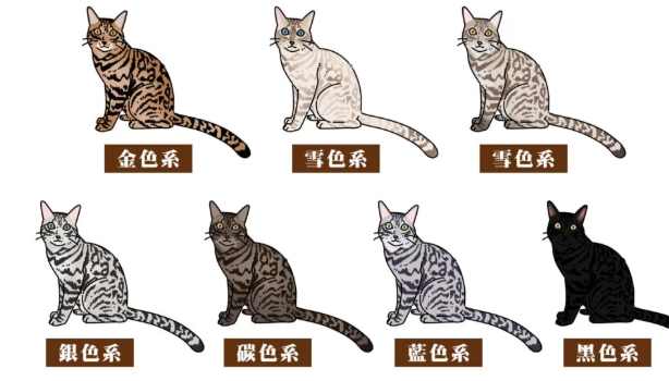 孟加拉豹貓價格 孟加拉豹貓價格