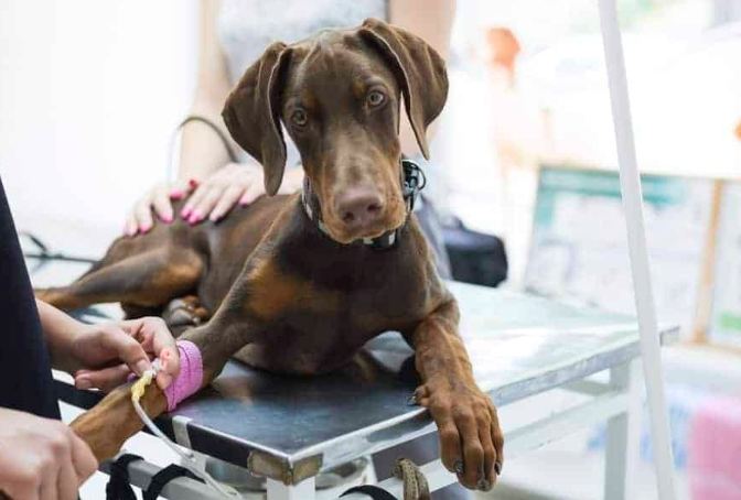 杜賓犬壽命 杜賓犬壽命
