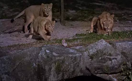 新加坡動物園美食