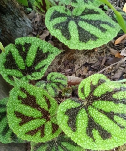 東山動植物園路線