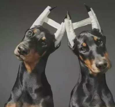 杜賓犬個性