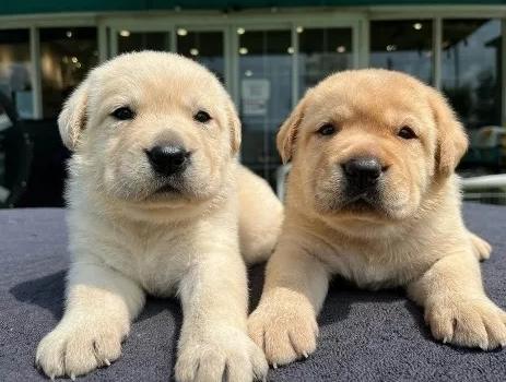 拉布拉多犬價格 拉布拉多犬價格