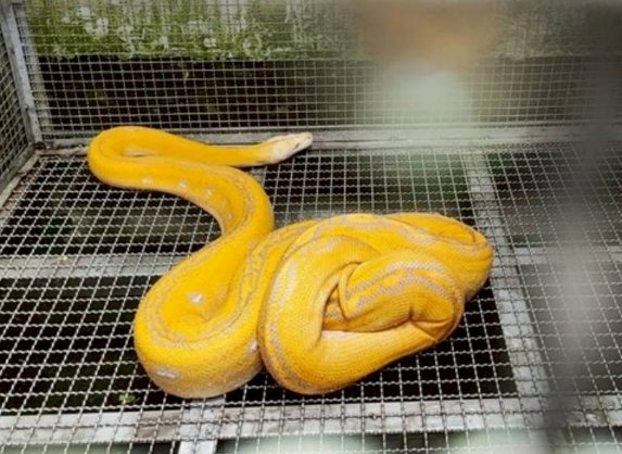 黃金蟒飼養 黃金蟒飼養