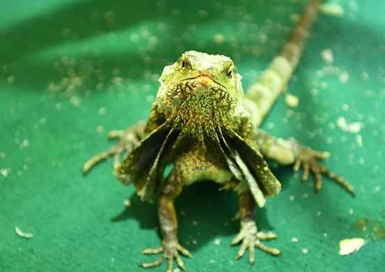 傘蜥蜴飼養
