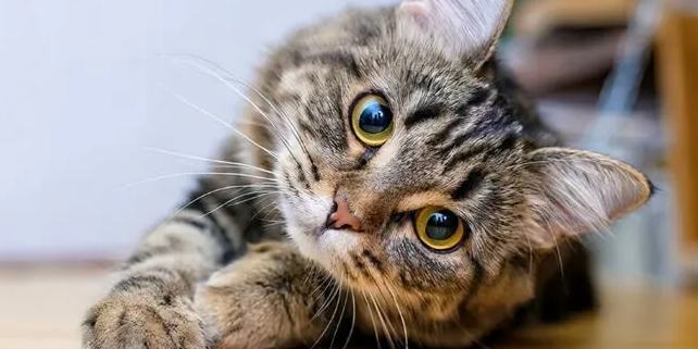 孟加拉豹貓飼養 孟加拉豹貓飼養