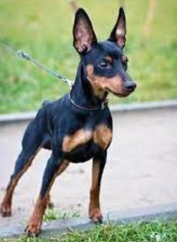 杜賓犬缺點 杜賓犬缺點