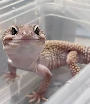 豹貓守宮飼養指南 豹貓守宮飼養指南