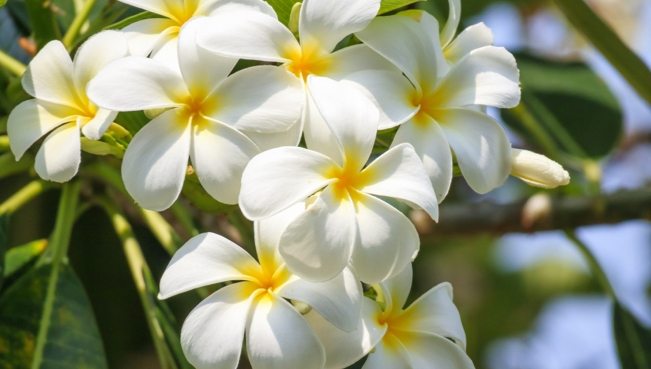 雞蛋花介紹