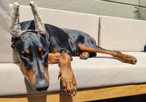 杜賓犬的價格 杜賓犬的價格