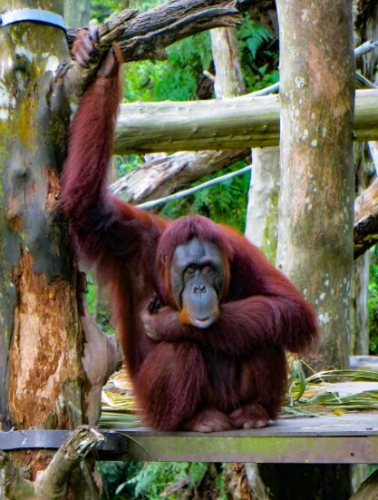 新加坡動物園美食