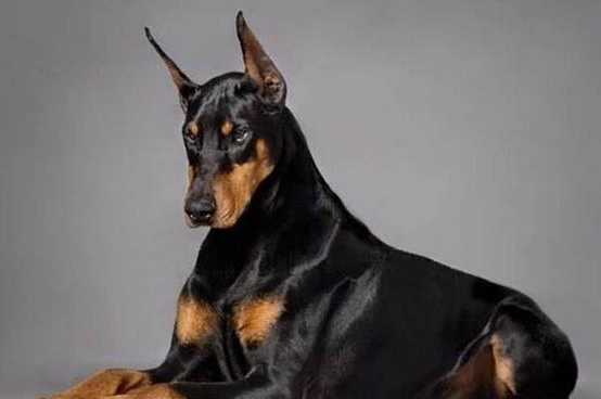杜賓犬飼養 杜賓犬飼養