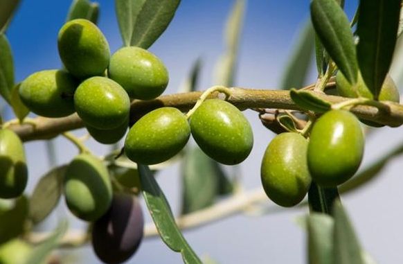 橄欖處理方法 橄欖處理方法