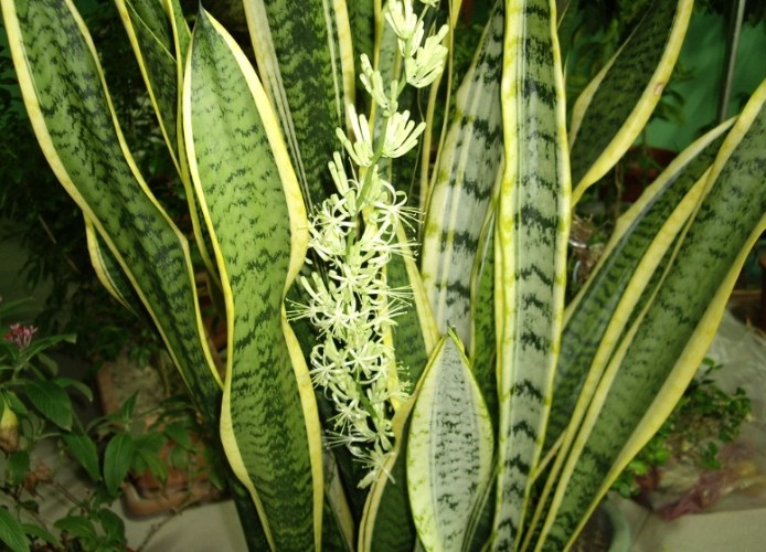虎尾蘭開花